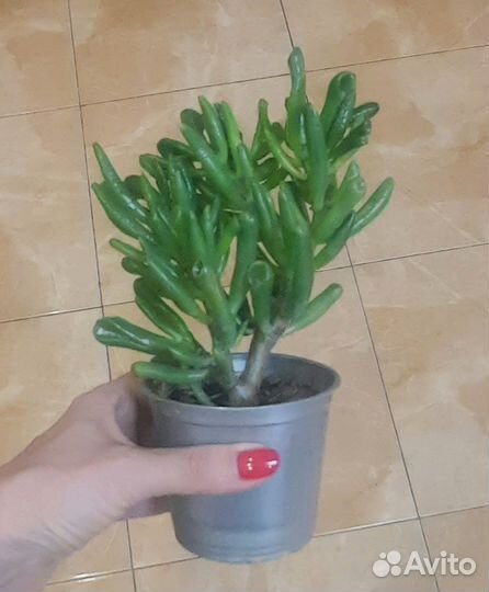 Кактусы и суккуленты