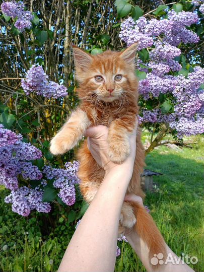 Котята мейн-кун
