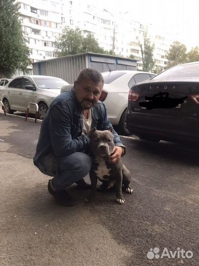 Дрессировка собак