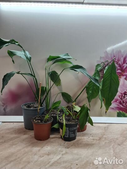 Домашние растения, кактус, спатифиллум, толстянка