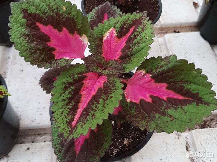 Колеус и Фиттония