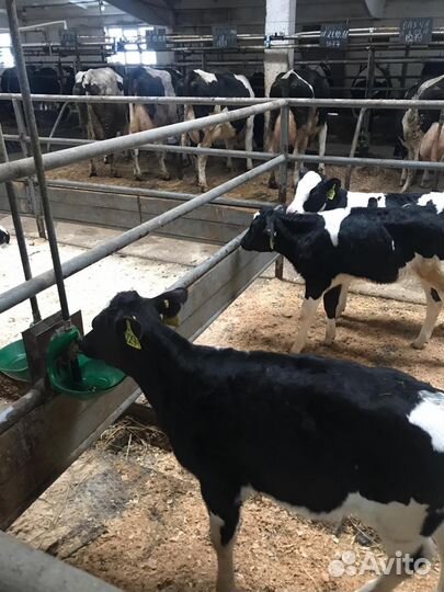 Телята от месяца и старше