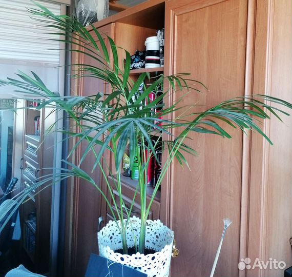 Цветы комнатные