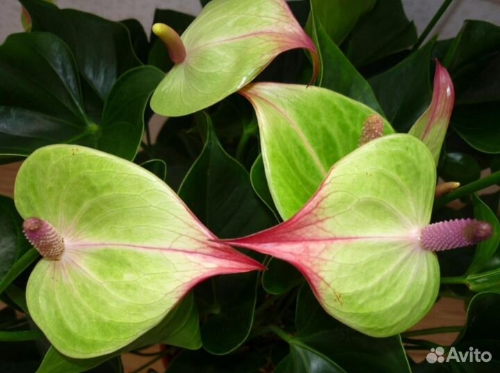 Антуриум Ягуар грин