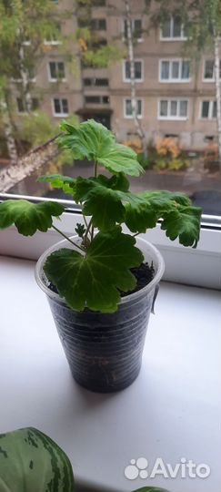 Пеларгония Леона Галактика