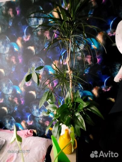 Продаю пальму