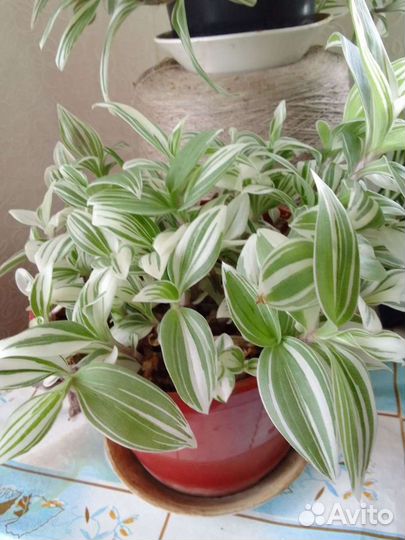 Спатифиллум