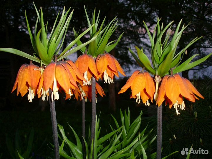 Рябчик императорский