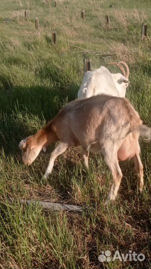 Козы дойные, нубийские, чехо-альпийские
