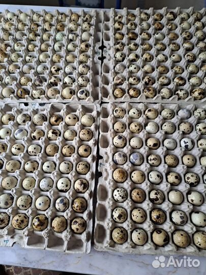 Перепелята в наличии и под заказ