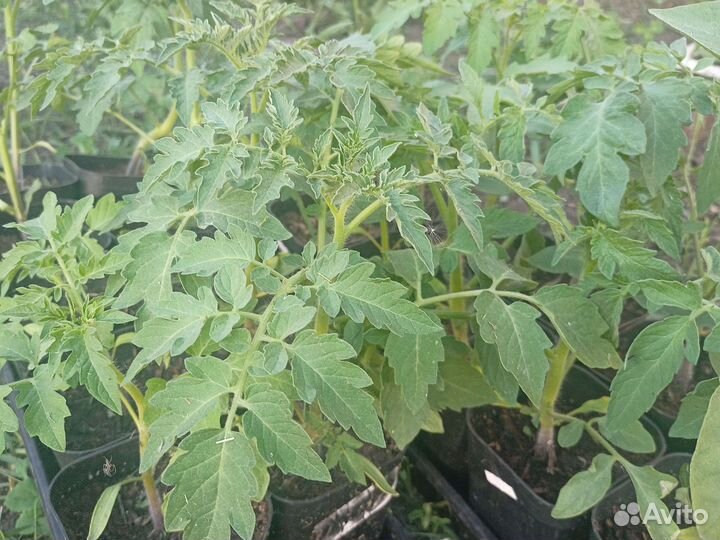 Рассада, помидоры, перец, баклажаны, капуста