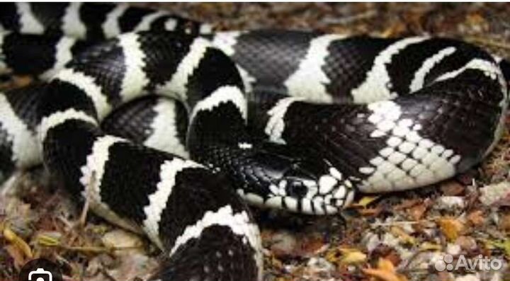 Калифорнийские королевские змеи