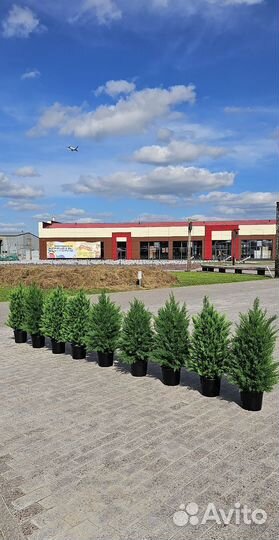 Туя Искусственная