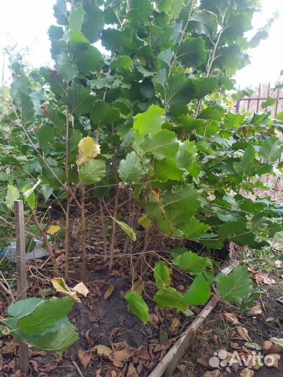 Карамановский фундук. Саженцы