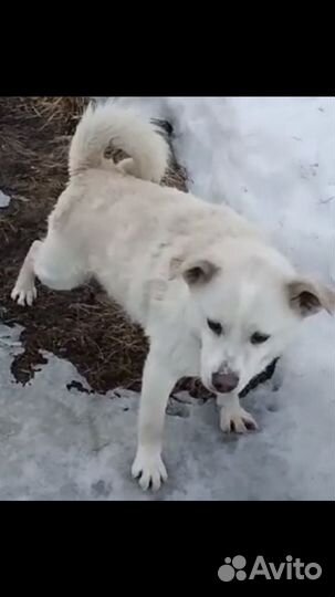 Собака в добрые руки