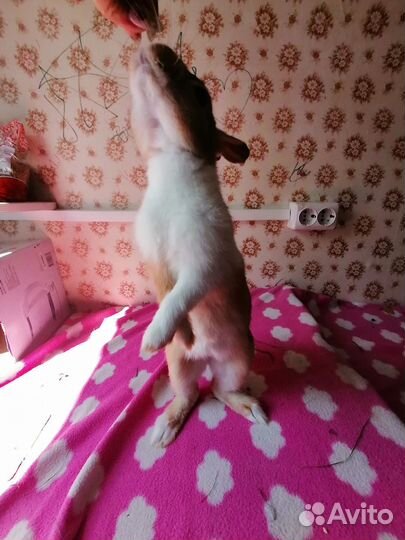 Декоративный кролик для вязки