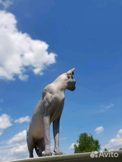 Канадский красавец-сфинкс. Вязка