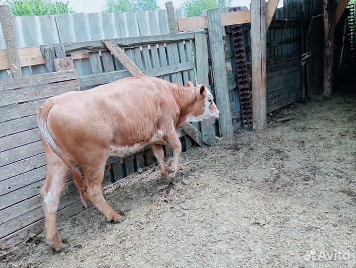 Телята бычки