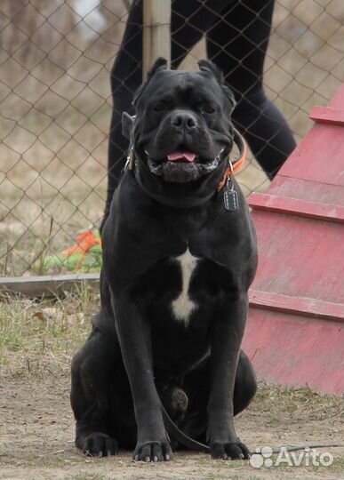 Щенки-девочки кане корсо