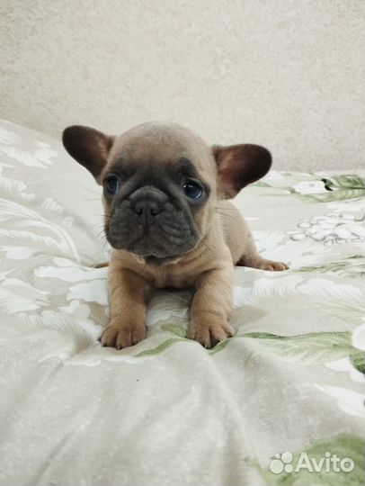 Французский бульдог