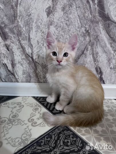 Котята мейн-кун