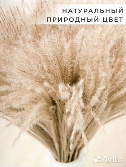 Мискантус стабилизированный (60 веточек)