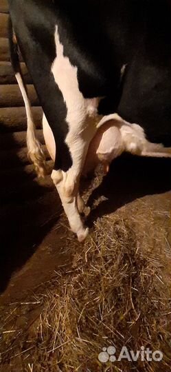 Корова дойная