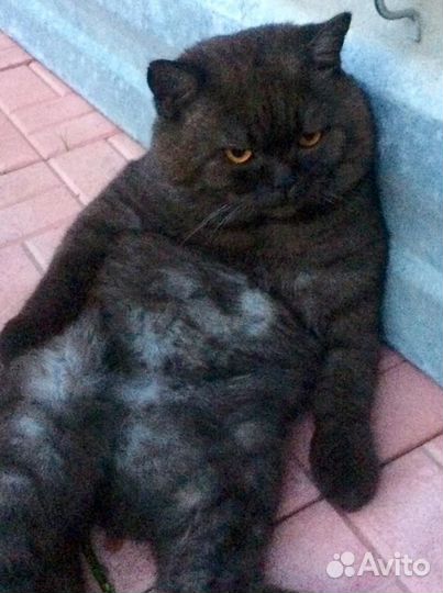 Корма для животных (каши, рис, греча, сухари