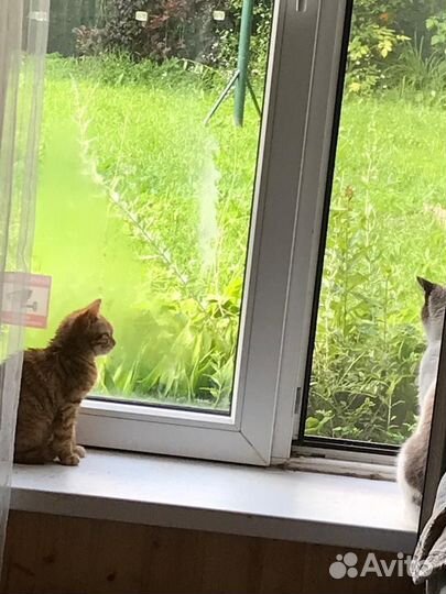 Рыжее счастье в дом