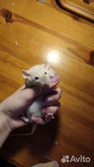Декоративные крысята