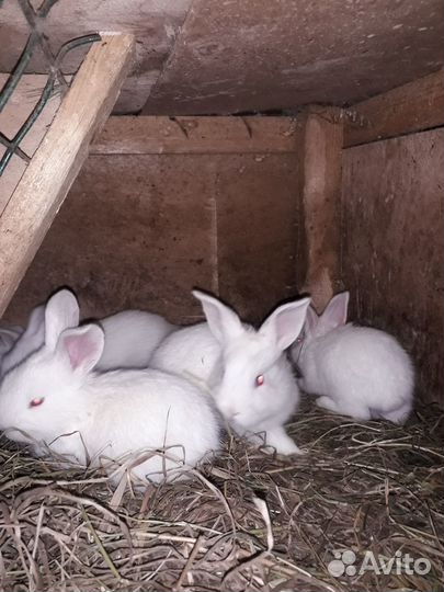 Продам крольчат