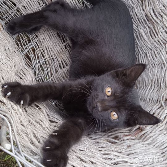 Красивая девчонка