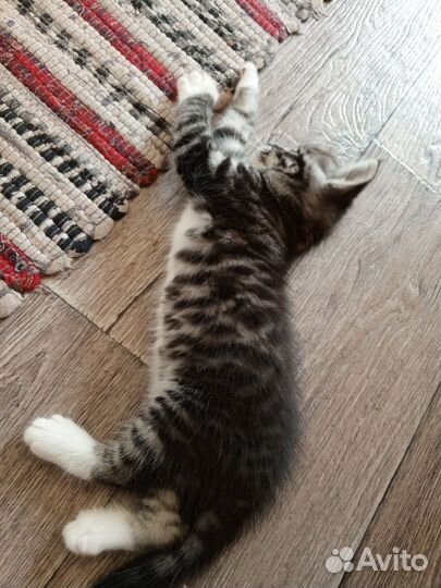 Котёнок мэйн-кун