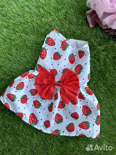 Вещи для животных