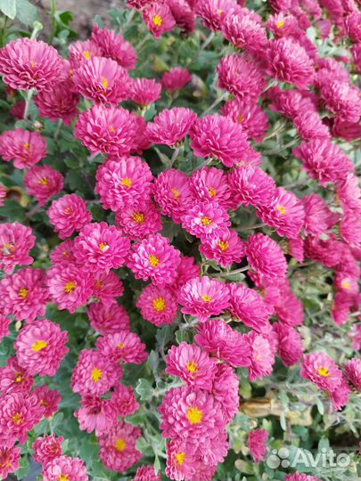 Растения для сада