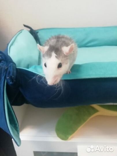 Крыса дамбо хаски и 13 крысят