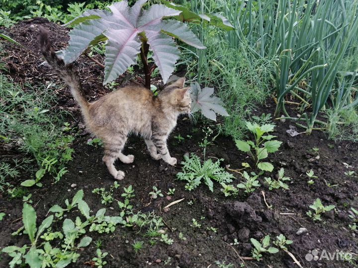 Отдам котенка