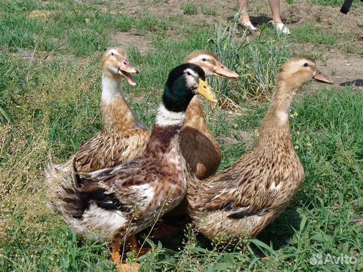 Утки башкирские