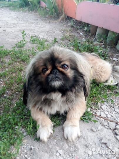 Щенок пекинеса