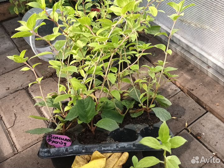 Гортензия саженцы