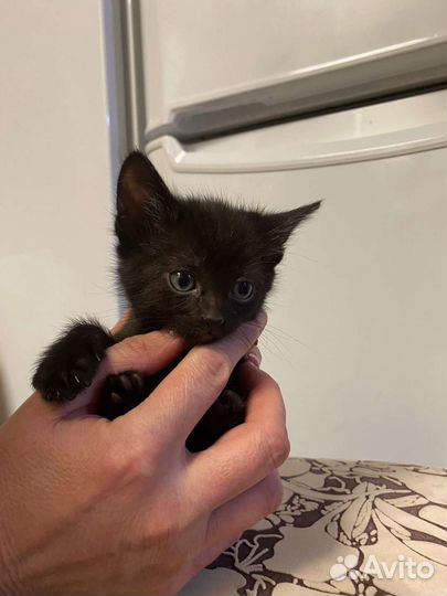 Котята в добрые руки бесплатно