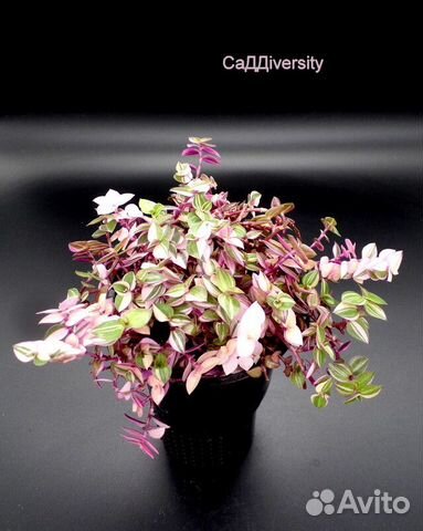 Каллизия Бьянка триколор Callisia Bianca tricolor