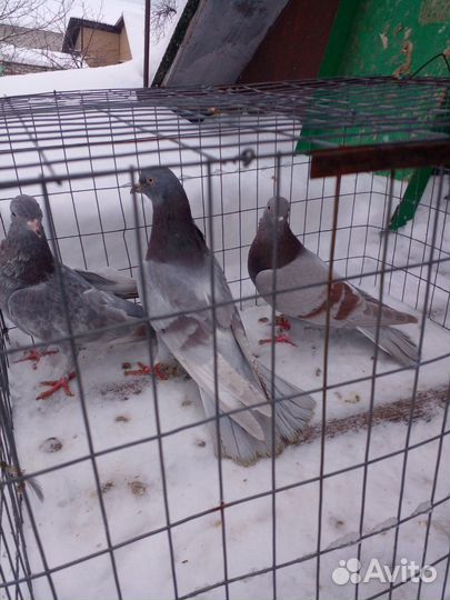 Голуби Почтовые