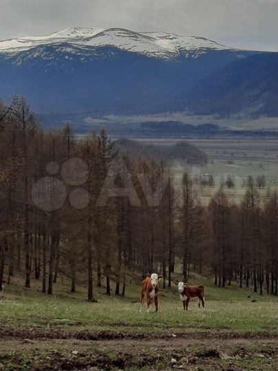 Участок 3,03 га (СНТ, ДНП)