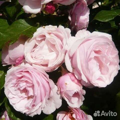 Роза плетистая Billet Doux саженцы