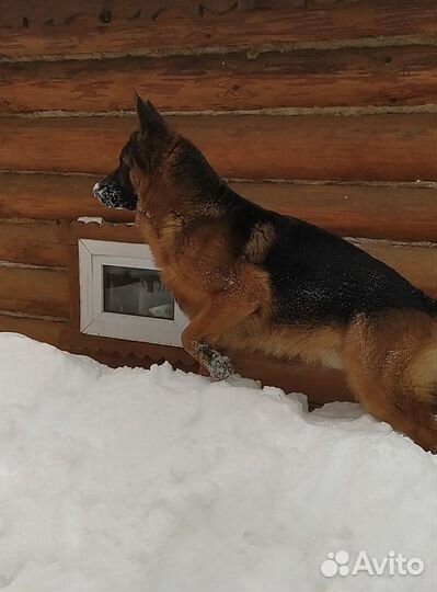Вязка