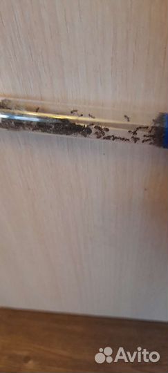 Муравьи жнецы