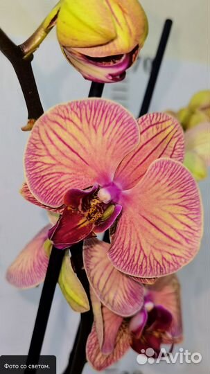 Азиат, Орхидея Younghome Golden Leopard сортовая