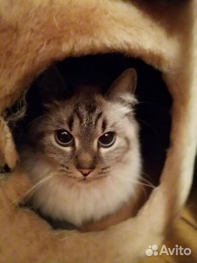 Кошка невская маскарадная