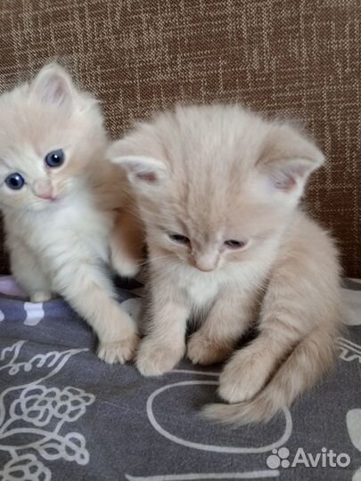 Котята в добрые руки 1 месяц